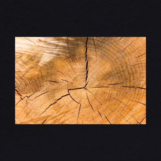 Wooden Tree Circle Texture - Alternative by textural